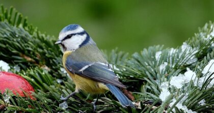 2026年4月9日(木)のサビアンシンボル牡羊座20度「冬鳥に餌をやる少女」