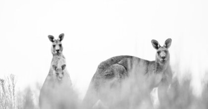 2026年4月10日(金)のサビアンシンボル牡羊座21度「リングに上がるボクサー」