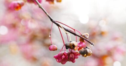 【2026年3/23〜3/29の運勢】蟹座の上弦の月が導くメッセージ｜アトリエトレフル通信vol.1