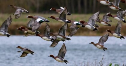 2026年4月1日(水)牡羊座12度サビアンシンボル「野生の鴨の群れ」