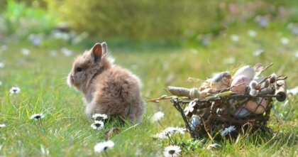 【2026年4/6〜4/12 の運勢】が導くメッセージ｜アトリエトレフル通信vol.3