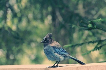 射手座24度サビアンシンボル