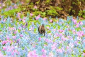 水瓶座30度サビアンシンボル