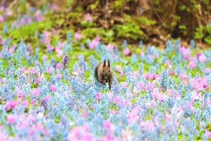 水瓶座30度サビアンシンボル
